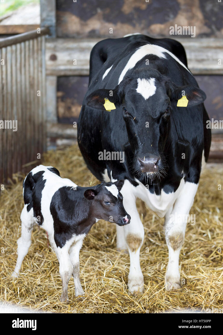 Small calf standing next to the mother cow in the barn, Holstein Cattle, animal welfare, Rhineland-Palatinate, Germany Stock Photo