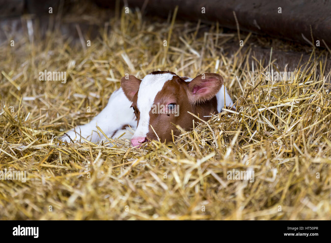 Portrait Of Calf Lying In Straw On Farm Stock Photo - Download Image Now -  Calf, Dairy Farm, Dairy Product - iStock