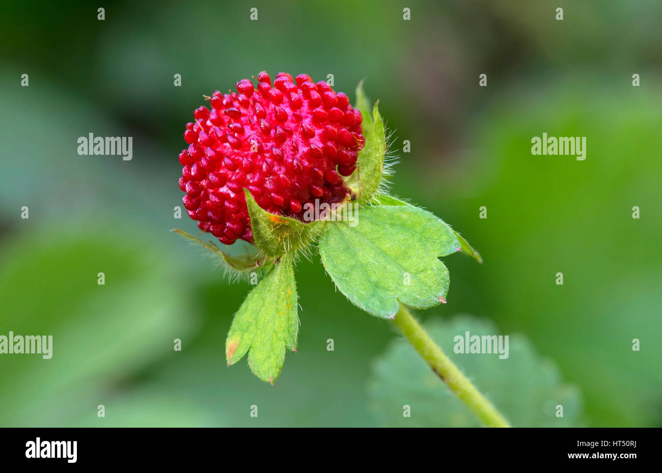 Fruit of Wild Strawberry (Fragaria vesca), Canton of Geneva, Switzerland Stock Photo