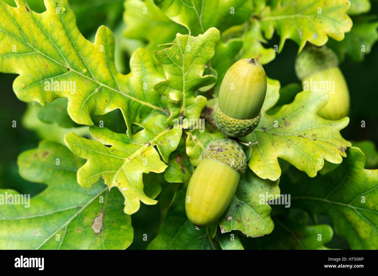 Unripe acorn, English oak (Quercus robur), Canton of Geneva, Switzerland Stock Photo