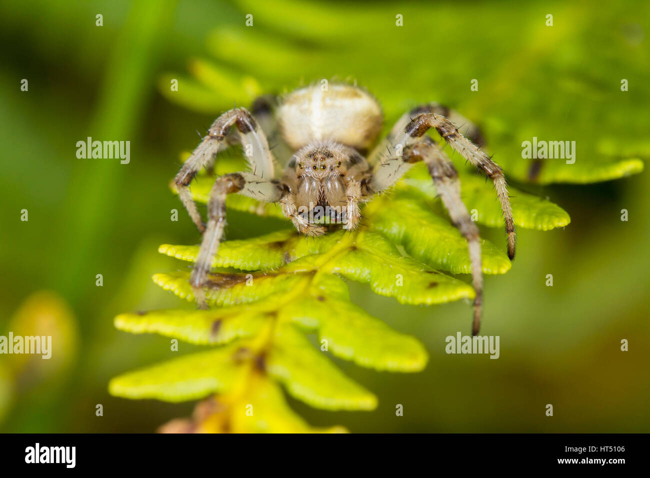 Four spotted orb weaver spider (Araneus quadratus), on fern, South Wales, United Kingdom Stock Photo