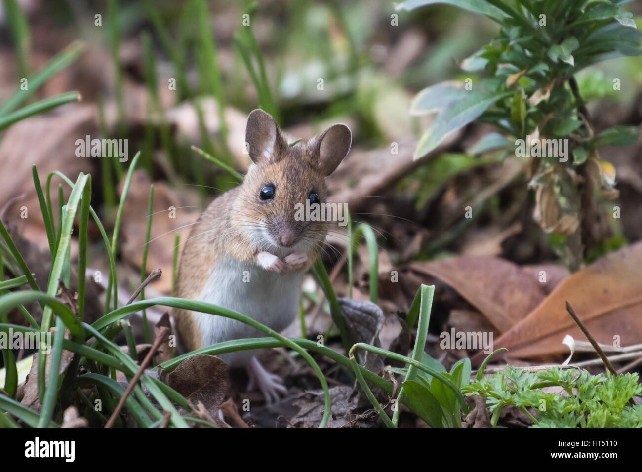 House mouse (Mus musculus) in meadow, Hesse, Germany Stock Photo