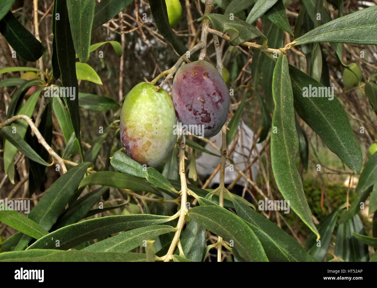 Olives from Sardinia. The main ingredient of the new anti-wrinkle cream by Chanel maison Stock Photo