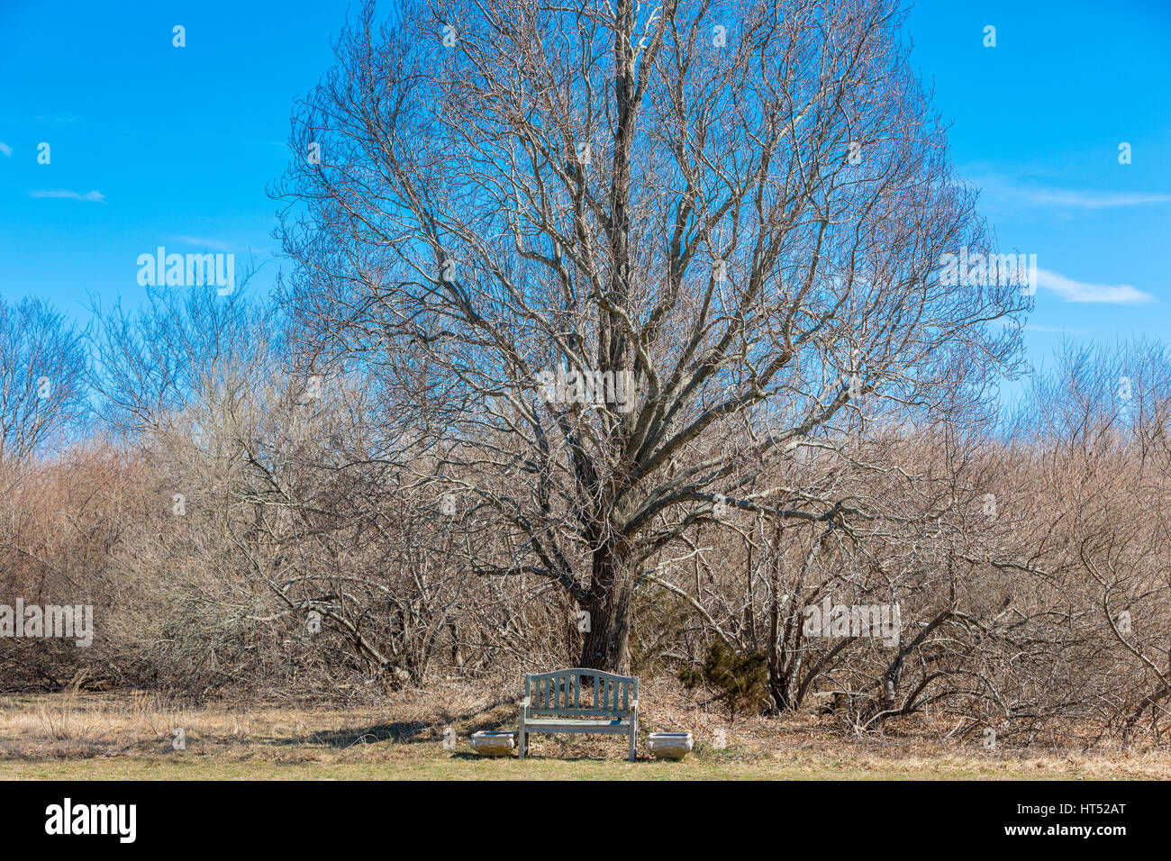 solitary bench underneath a large tree in the winter Stock Photo