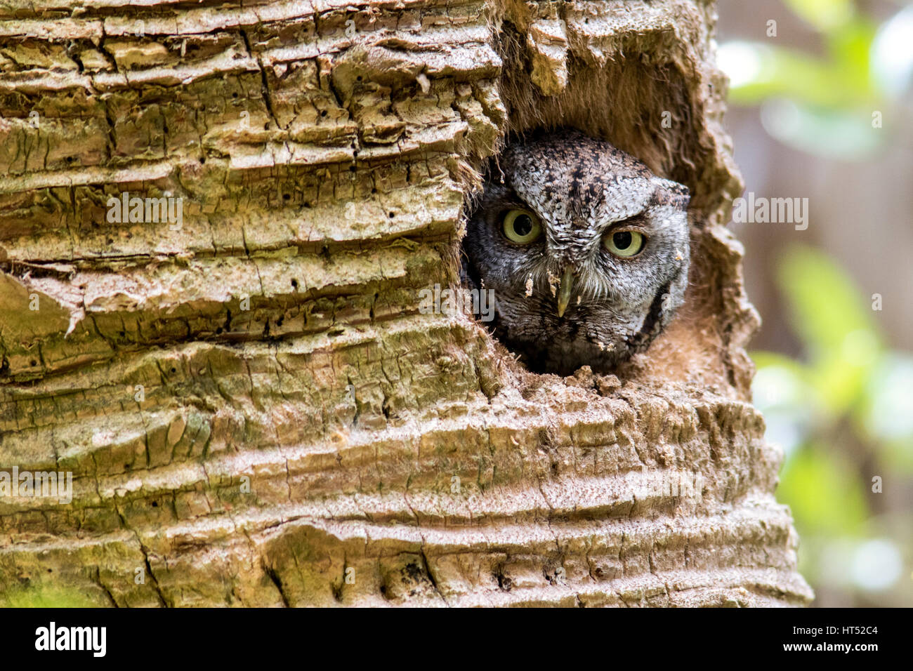 Eastern Screech Owl (Megascops asio) in Palm Tree cavity - Green Cay Wetlands, Boynton Beach, Florida, USA Stock Photo