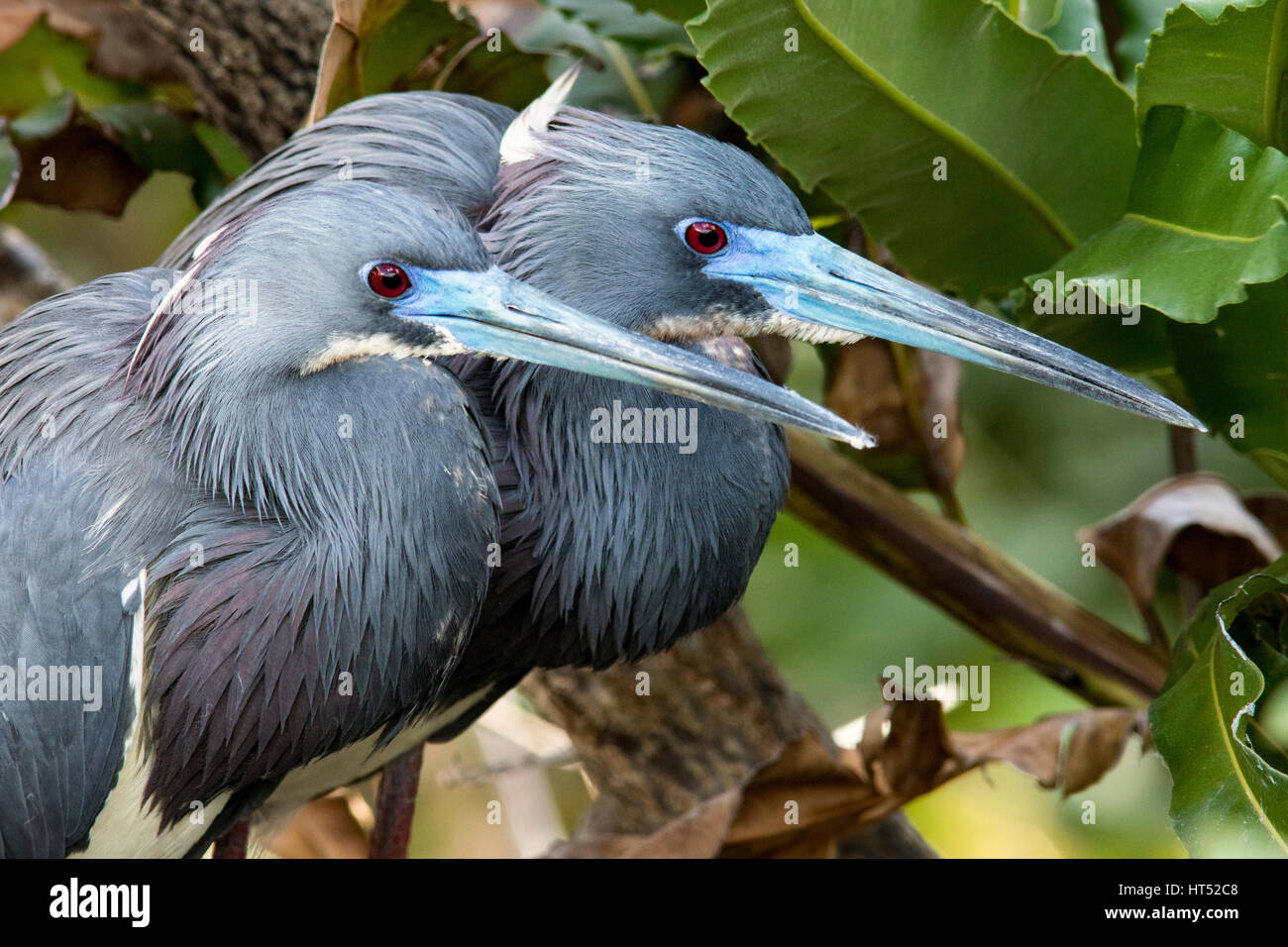 Tri-colored Herons breeding pair - Wakodahatchee Wetlands, Delray Beach, Florida, USA Stock Photo