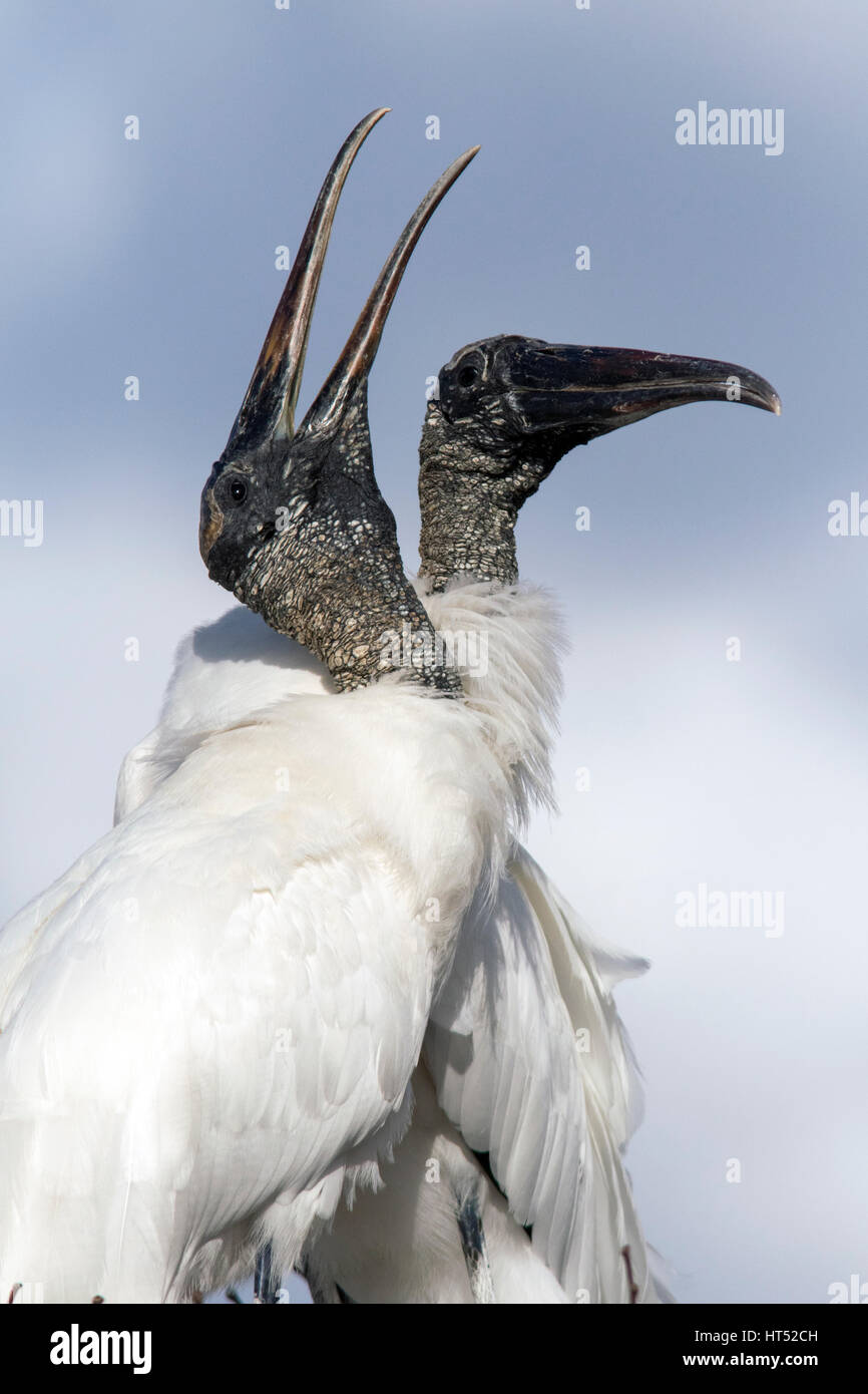Wood Storks Courtship Behavior - Wakodahatchee Wetlands, Delray Beach, Florida, USA Stock Photo