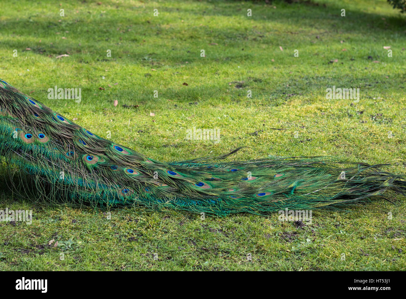 Male peacock walking around in the green grass of a public park Stock ...