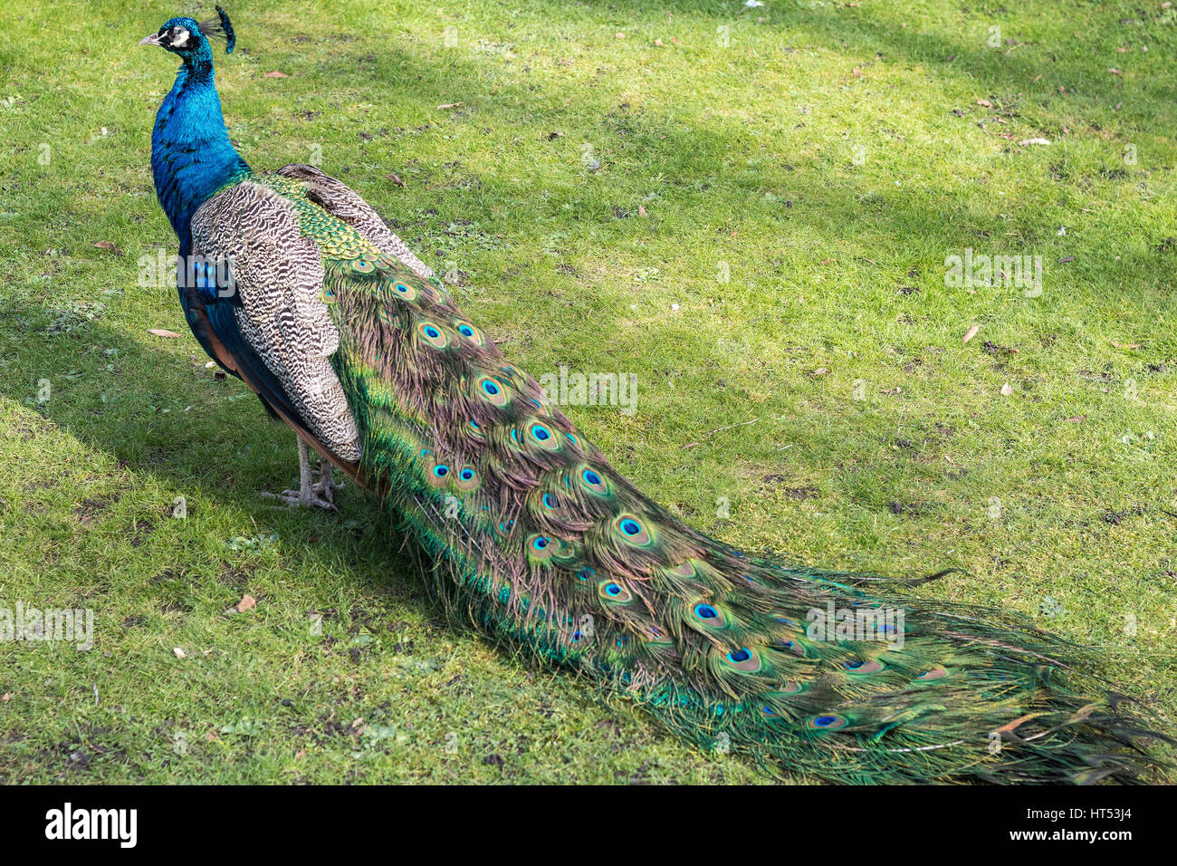 Male peacock walking around in the green grass of a public park Stock ...