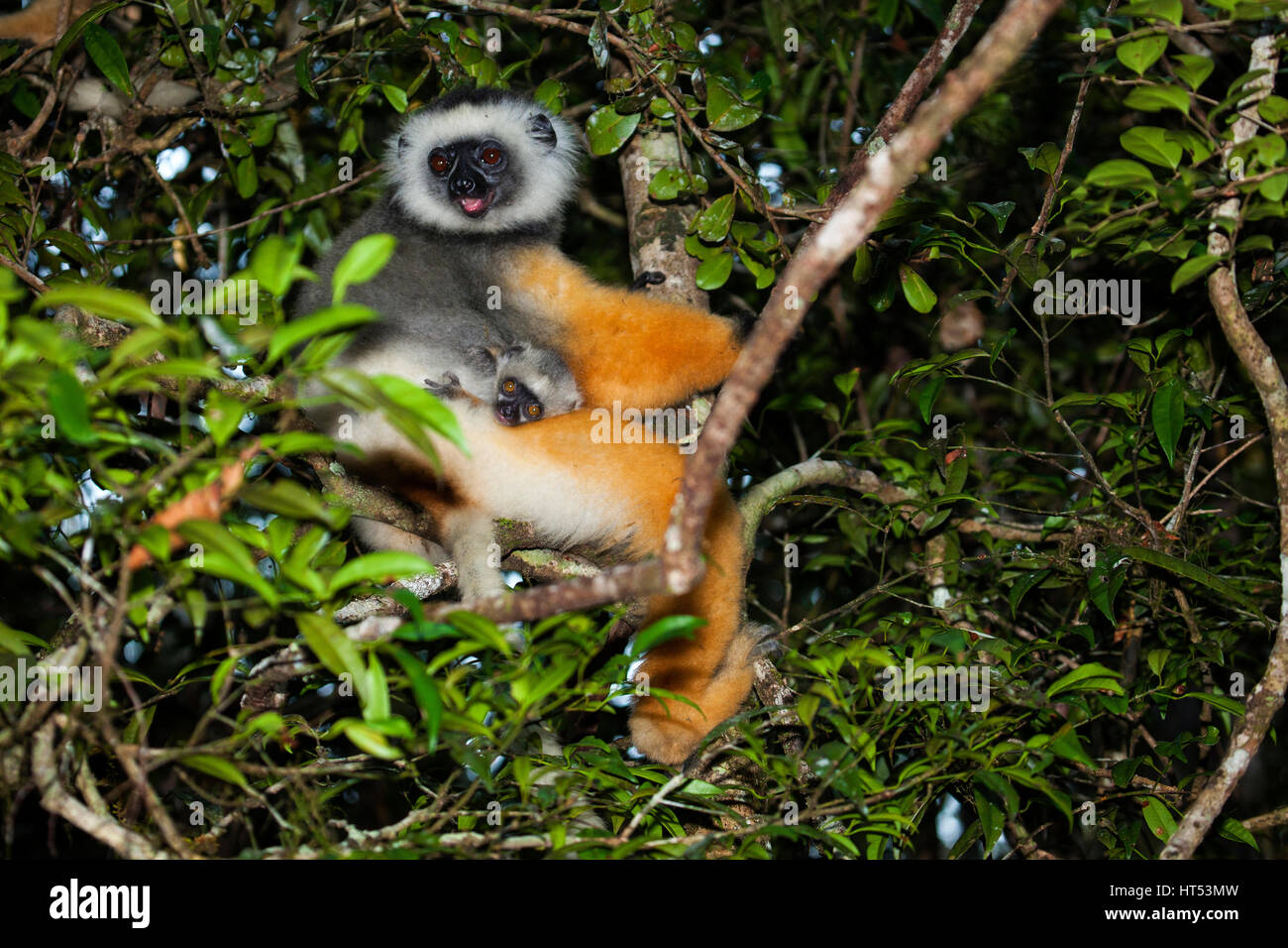 Lemur Diademed Sifaka (mother with young), Propithecus diadema, Andasibe – Mantadia National Park, Madagascar, by Monika Hrdinova/Dembinsky Photo Asso Stock Photo
