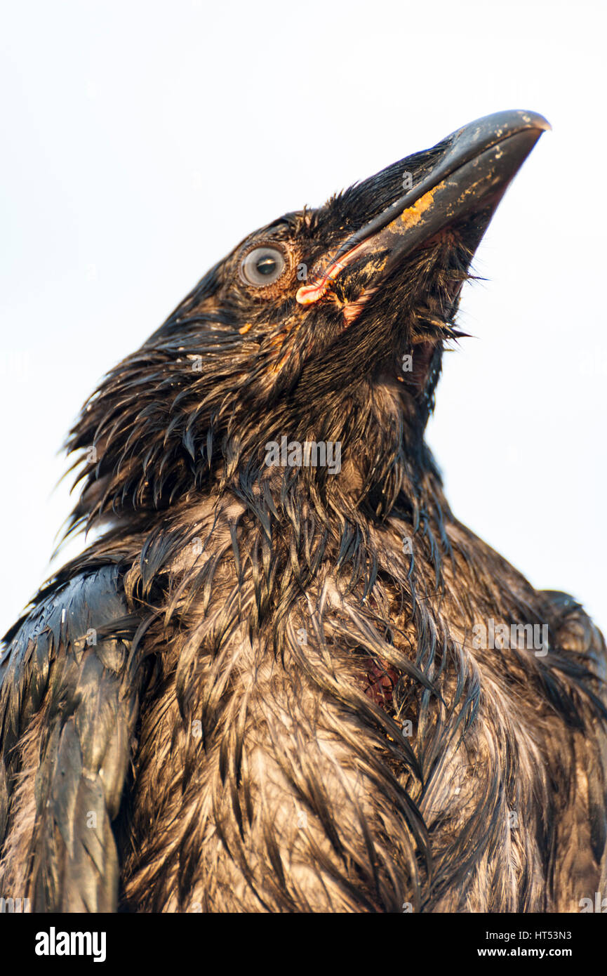 Low view portrait of a juvenile Icelandic common raven (Corvus corax) with early / juvenile plumage. Stock Photo