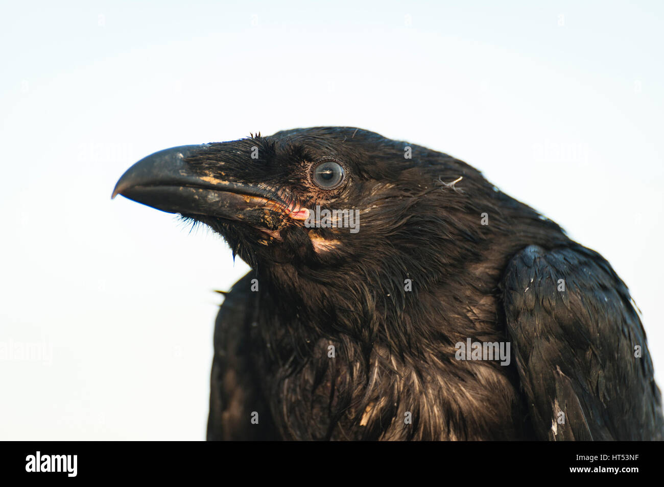 Juvenile Icelandic common raven (Corvus corax) with early / juvenile plumage looking at the camera. Stock Photo
