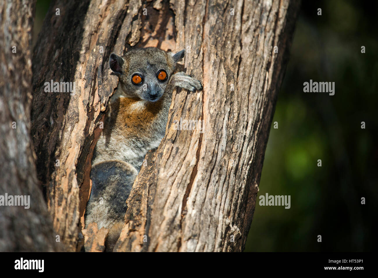 Red-tailed Sportive Lemur, Lepilemur ruficaudatus, Kirindy Reserve, Western Madagascar, by Monika Hrdinova/Dembinsky Photo Assoc Stock Photo