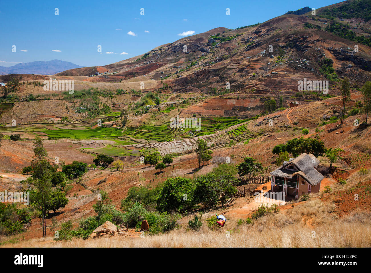 Rice Terraces on the road to Andringitra, Central Madagascar, by Monika Hrdinova/Dembinsky Photo Assoc Stock Photo