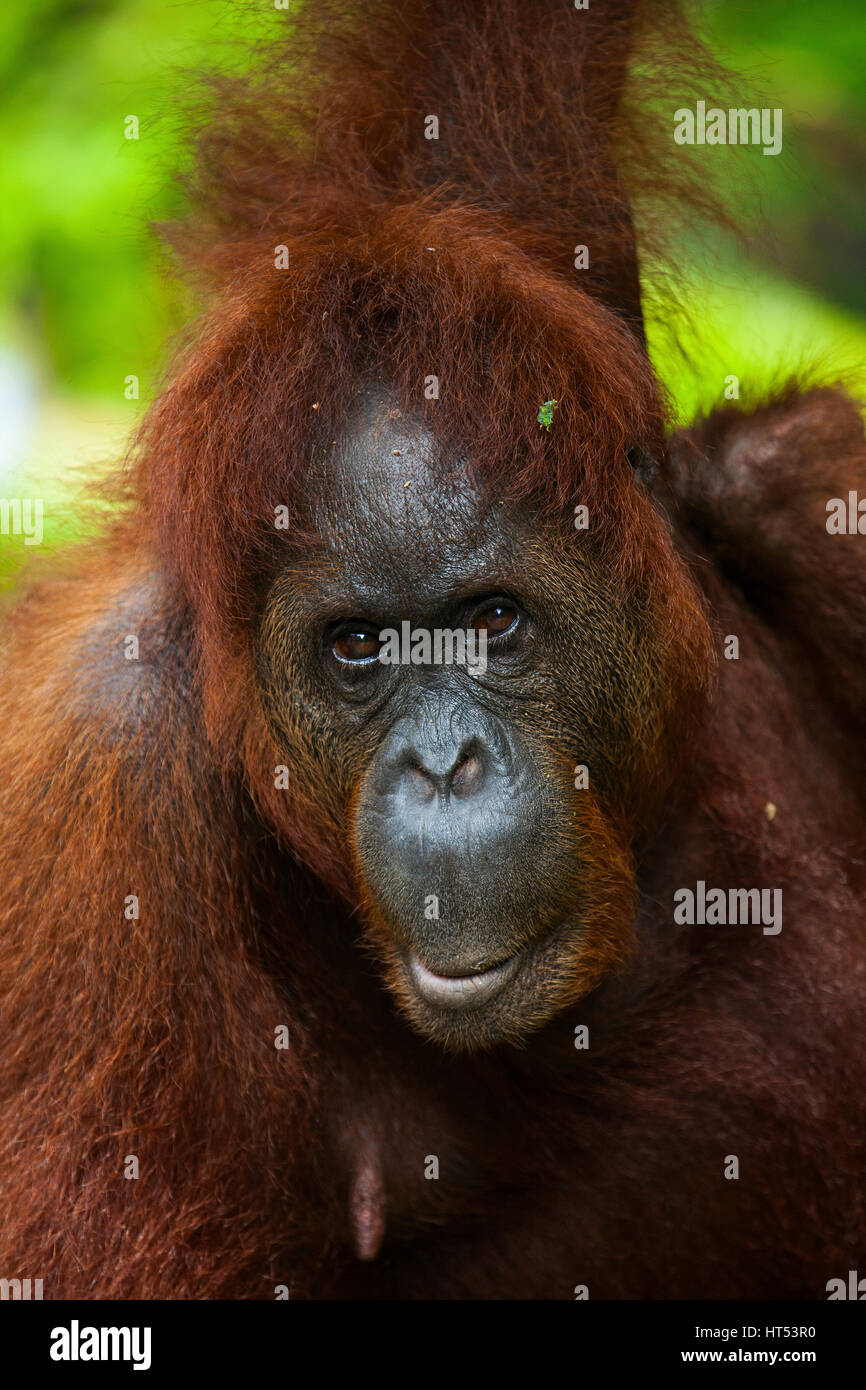 Bornean Orangutan, Pongo pygmaeus, Semenggoh Rehabilitation Centre, Sarawak, Borneo, Malaysia, by Monika Hrdinova/Dembinsky Photo Assoc Stock Photo