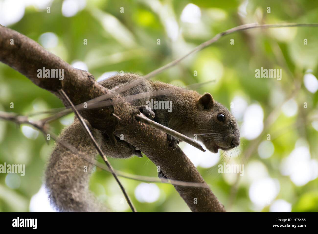 Squirrel sitting on a branch Stock Photo