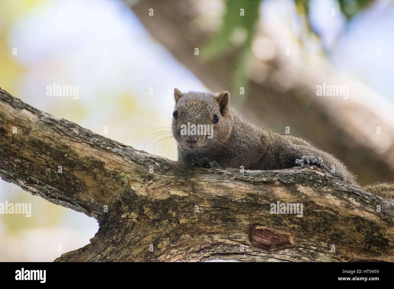 Squirrel sitting on a branch Stock Photo