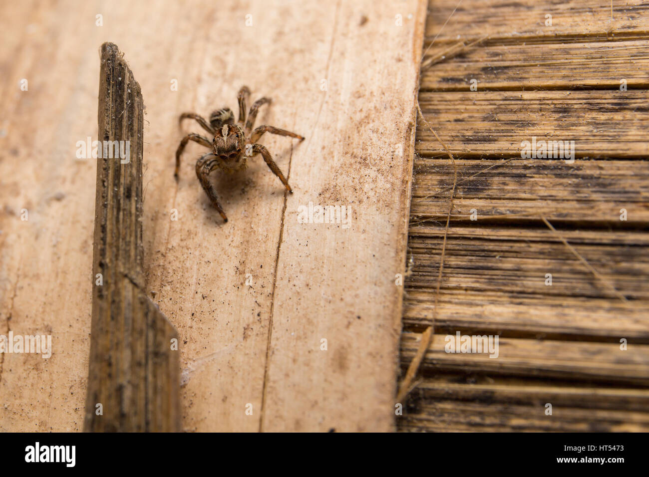 Jumping Spider(Salticidae), Spider in Thailand on wood bamboo. Stock Photo