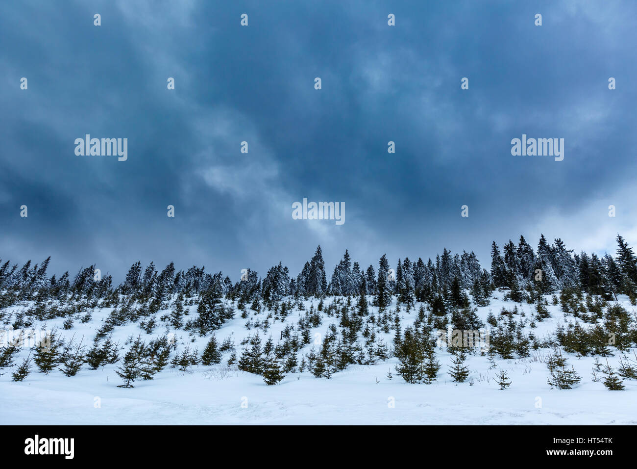 Alpine landscape with pine trees in snow under cloudy sky Stock Photo ...