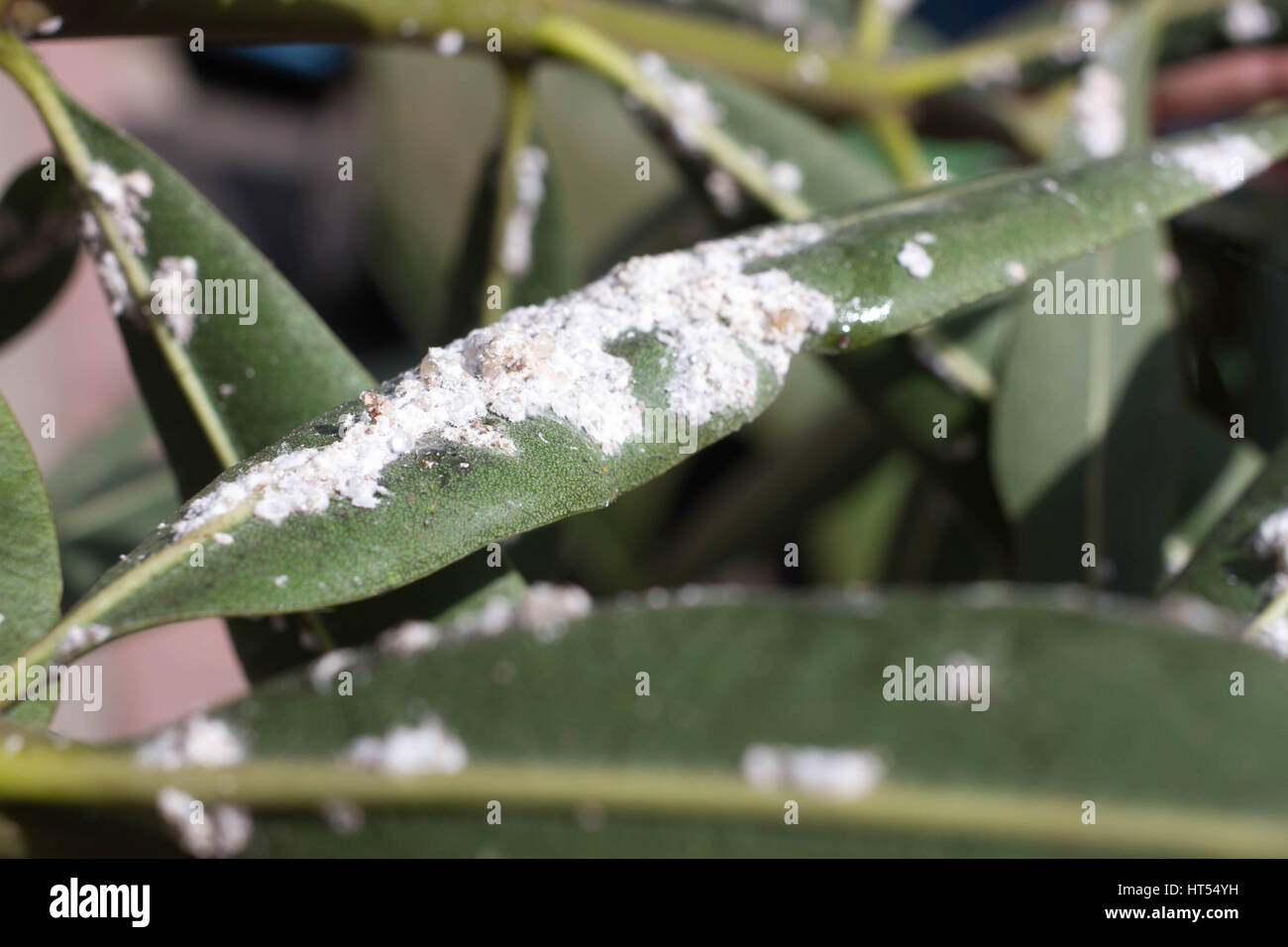 Oleander Insect Oleander leaves densely covered with scale insects. Mealy mealybug ...