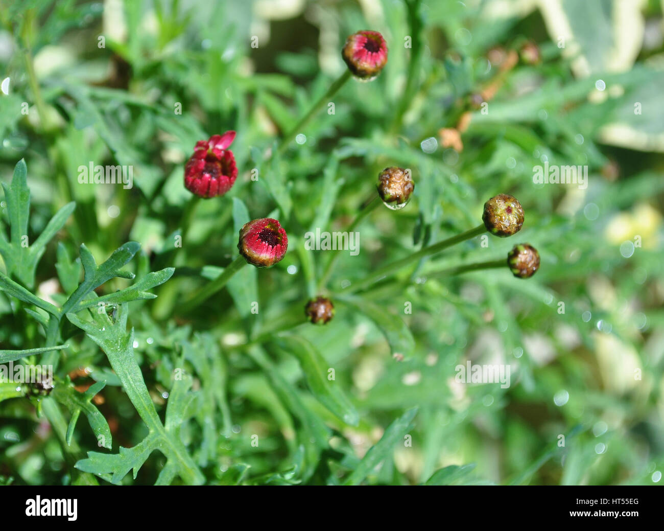 Unopened daisies blossom Stock Photo Alamy