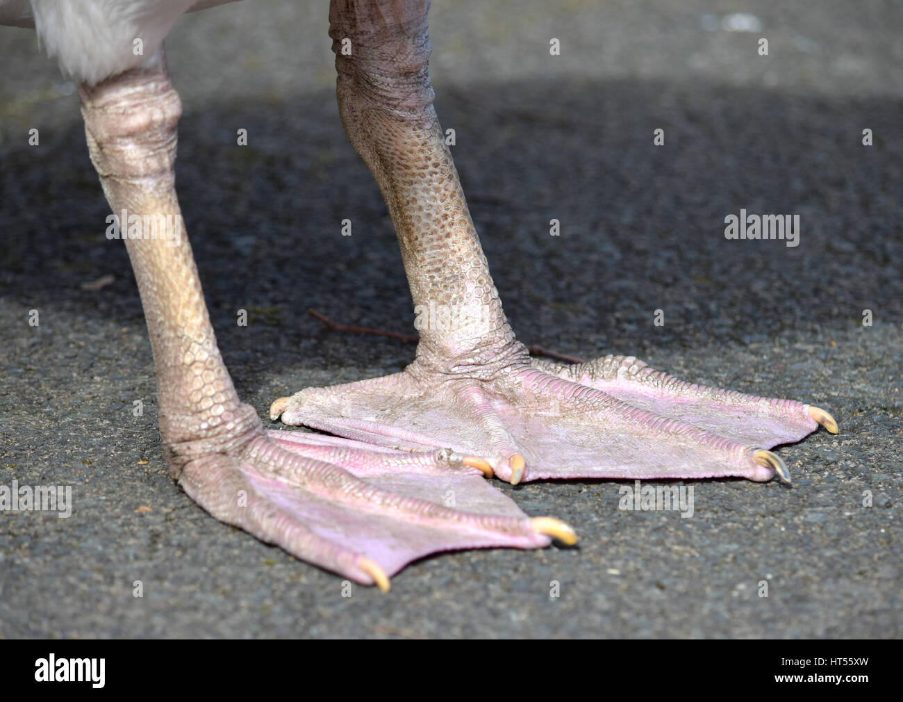 Pelican feet Stock Photo