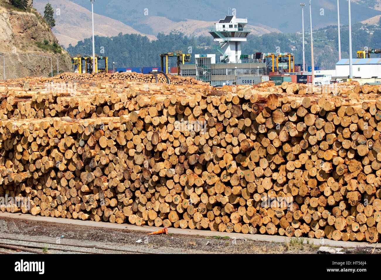 Logged pine, Pinus radiate, at the harbour in Lyttleton, South Island, New Zealand, waiting to be shipped Stock Photo
