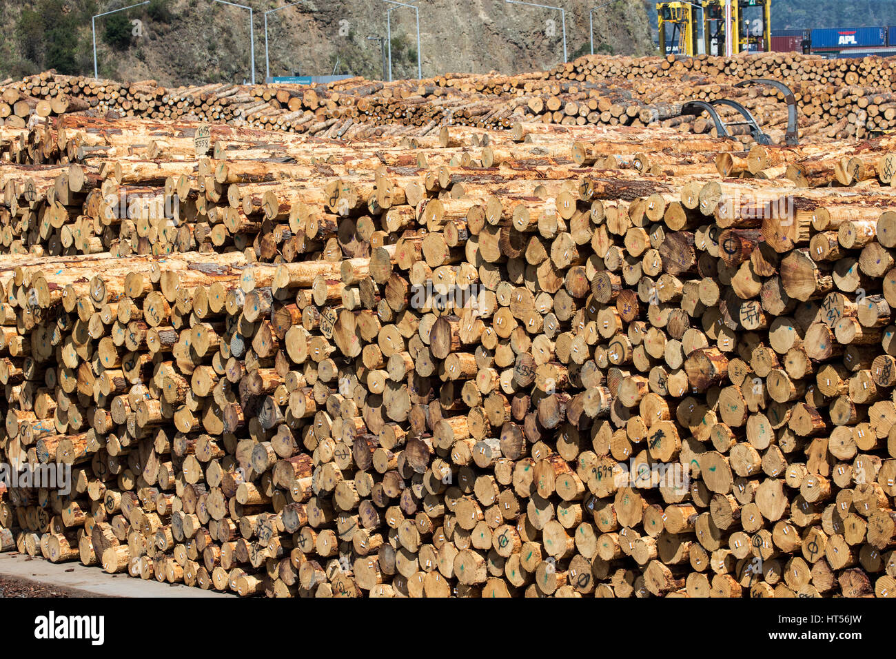 Logged pine, Pinus radiate, at the harbour in Lyttleton, South Island, New Zealand, waiting to be shipped Stock Photo