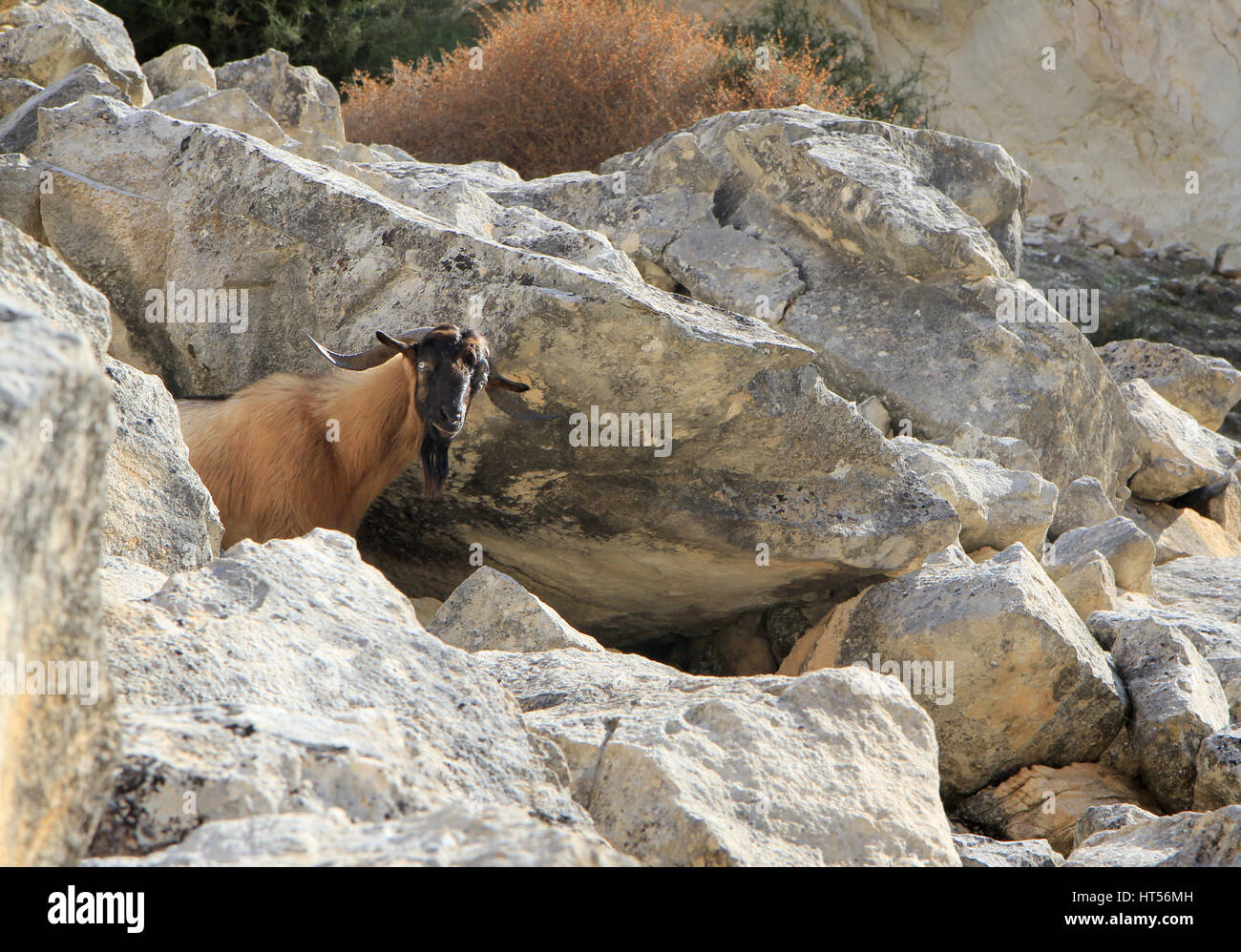 Mountain goat standing on cliff looking in camera Stock Photo - Alamy