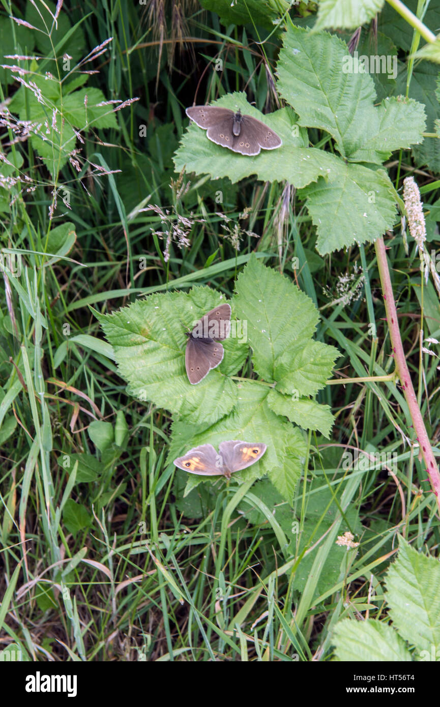 Group of UK Butterflies all at rest on bramble Swanton Novers North Norfolk, United Kingdom.v Stock Photo