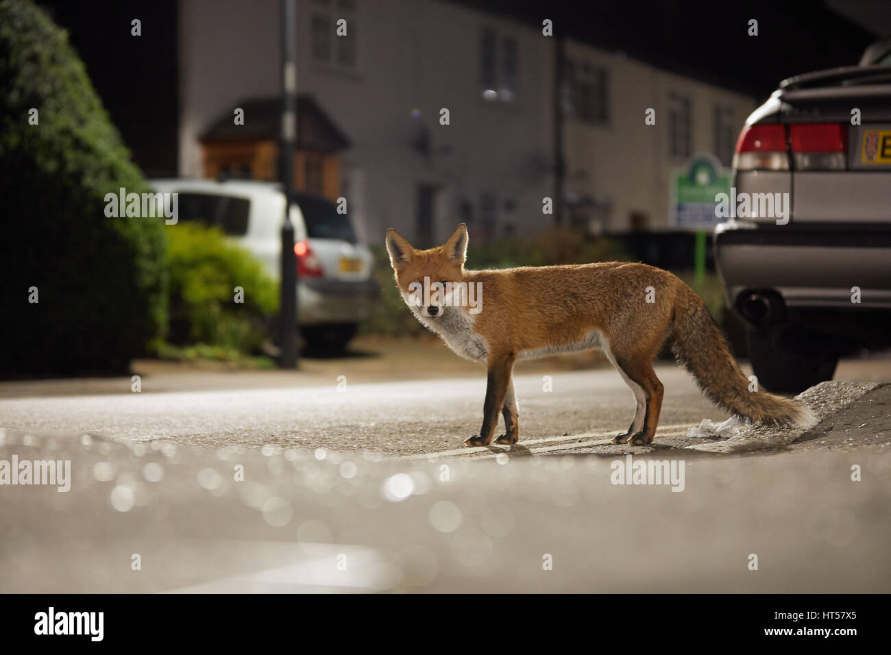 Urban fox at night Stock Photo