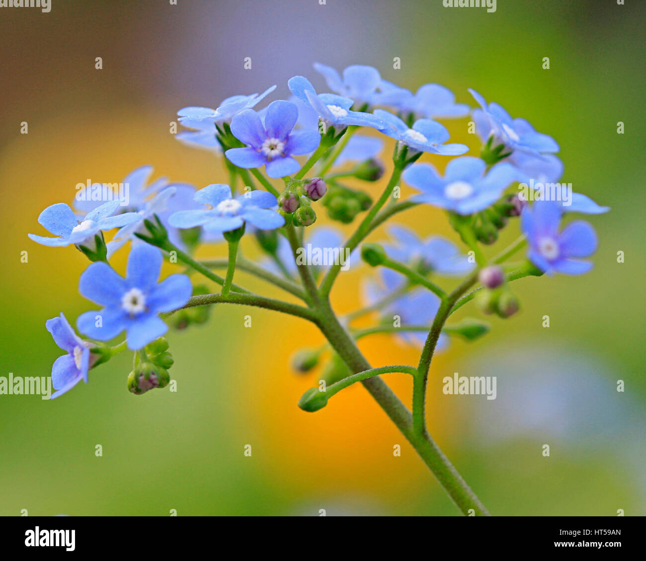 Tiny, striking blue flowers form clusters on these perennials also