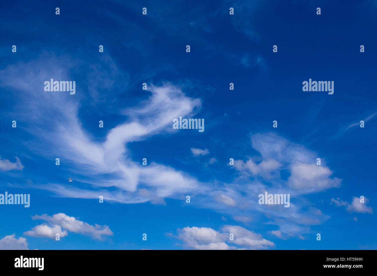 seagull flying in the blue sky with white clouds over the sea Stock ...