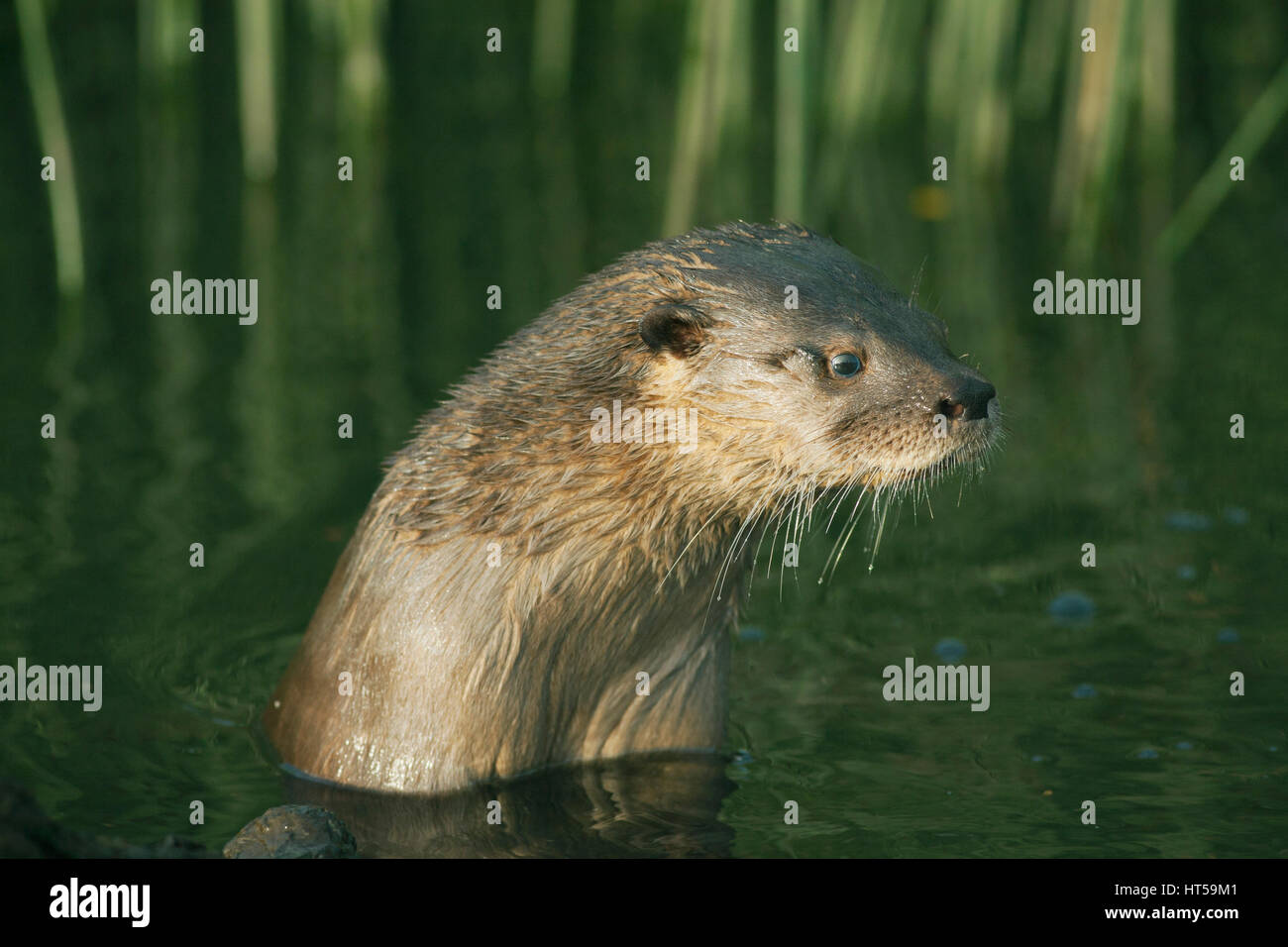 Southern River Otter (Lontra provocax) Critically Endangered, Chiloe Island, Chile Stock Photo