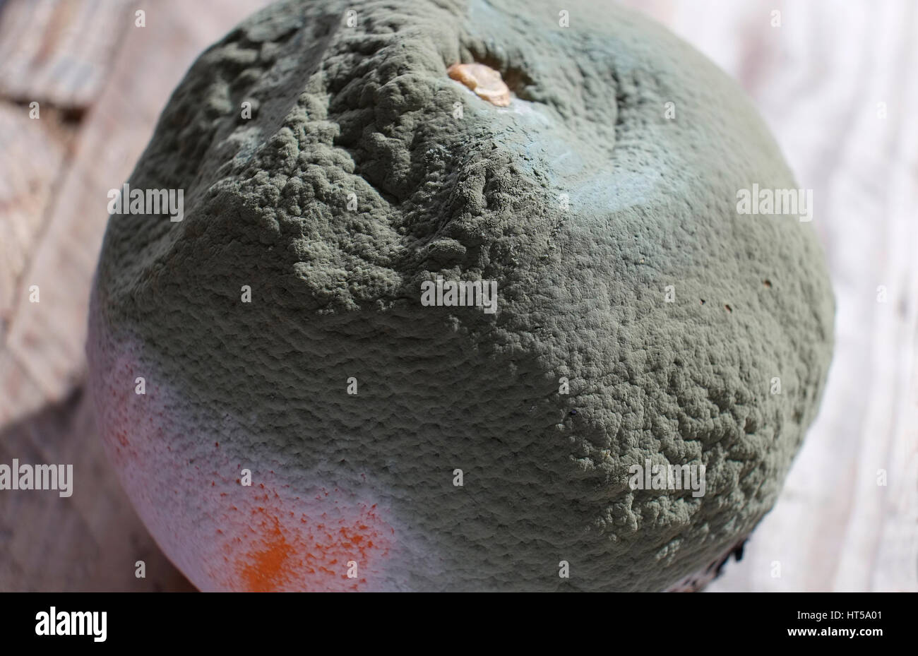 mold and mildew on rotten orange skin Stock Photo Alamy