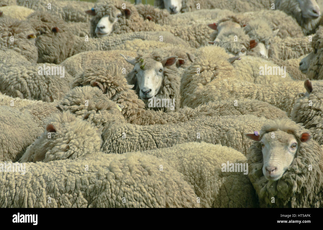 Sheep waiting for shearing, Falkland islands Stock Photo