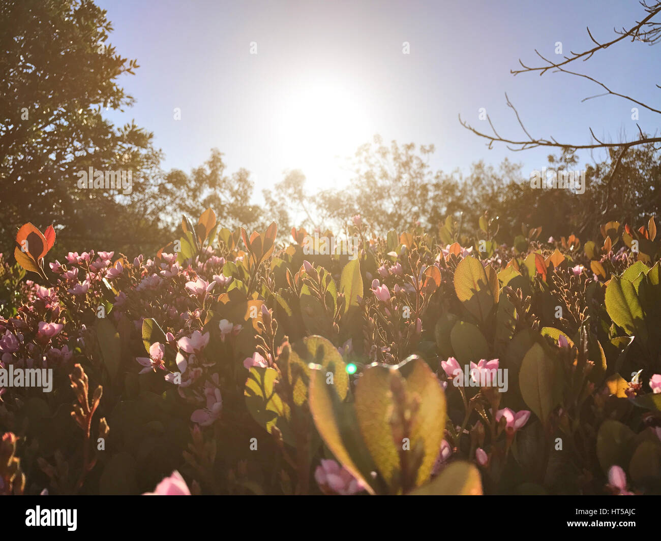 Wild flowers on the malibu beach California Stock Photo Alamy