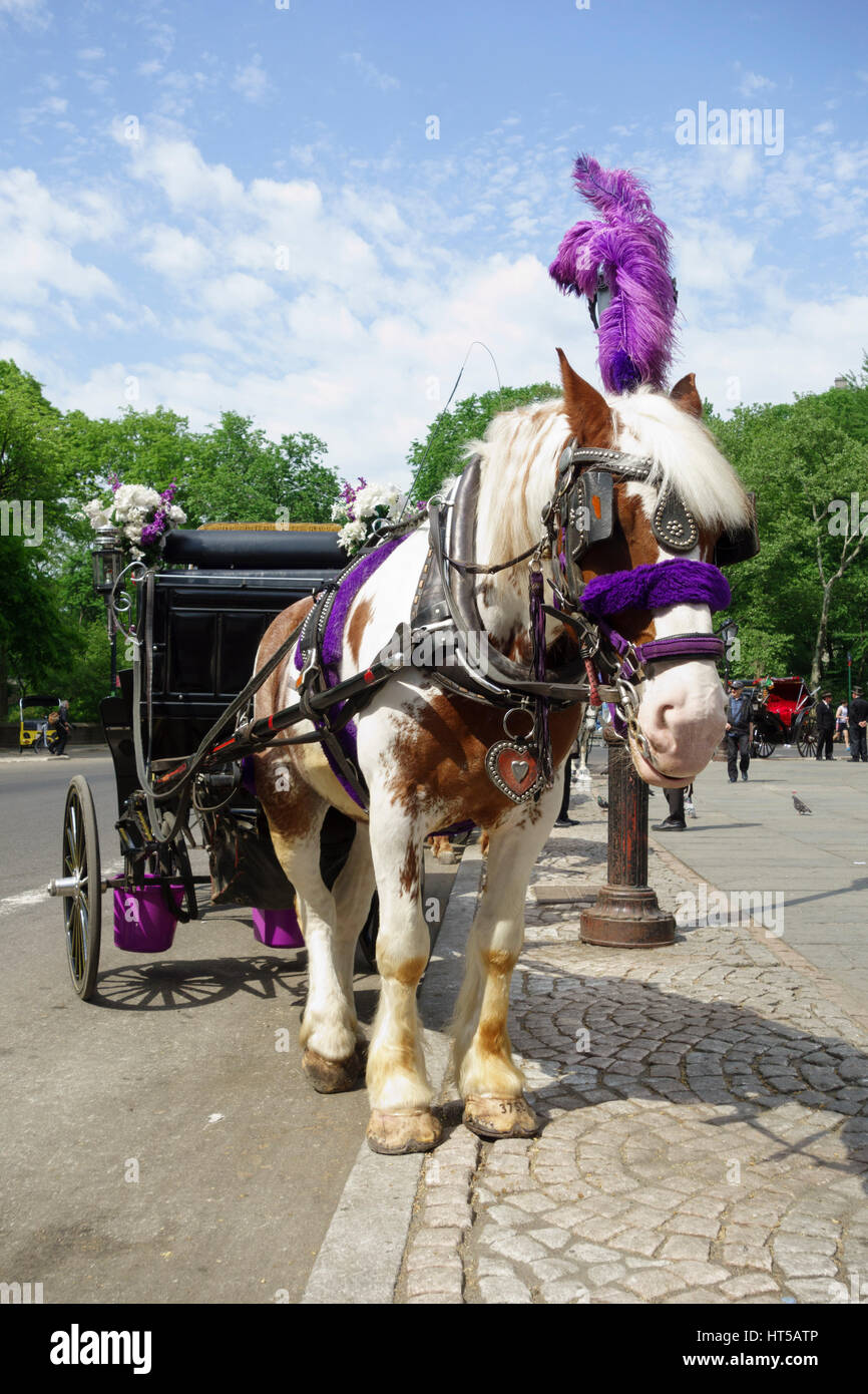 A Central Park horse-drawn carriage waits for customers, NYC, USA Stock Photo