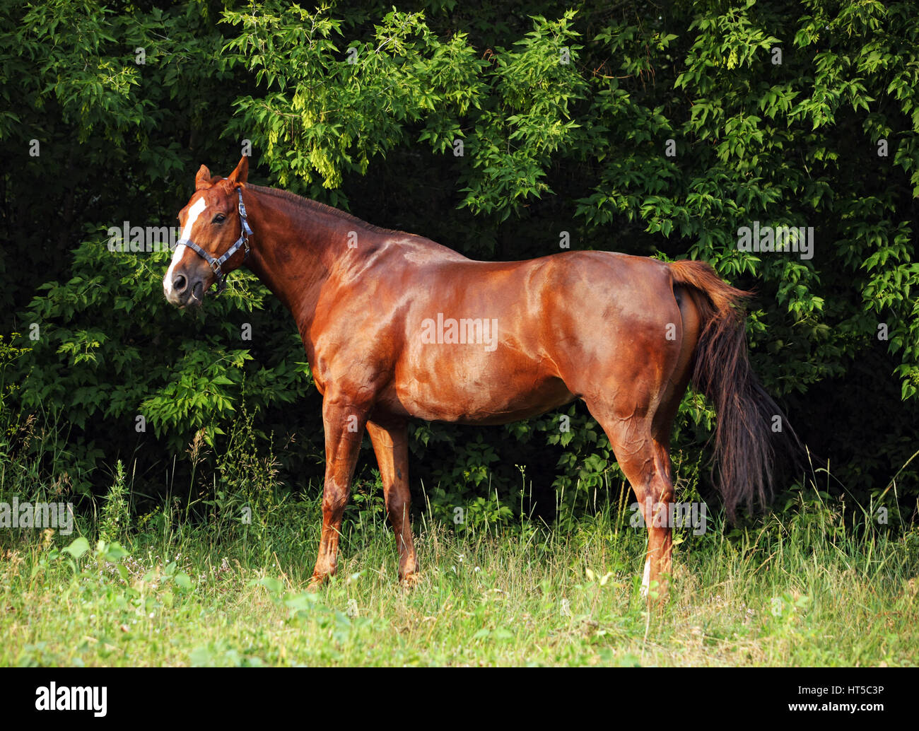 Thoroughbred young horse posing against summer woods Stock Photo
