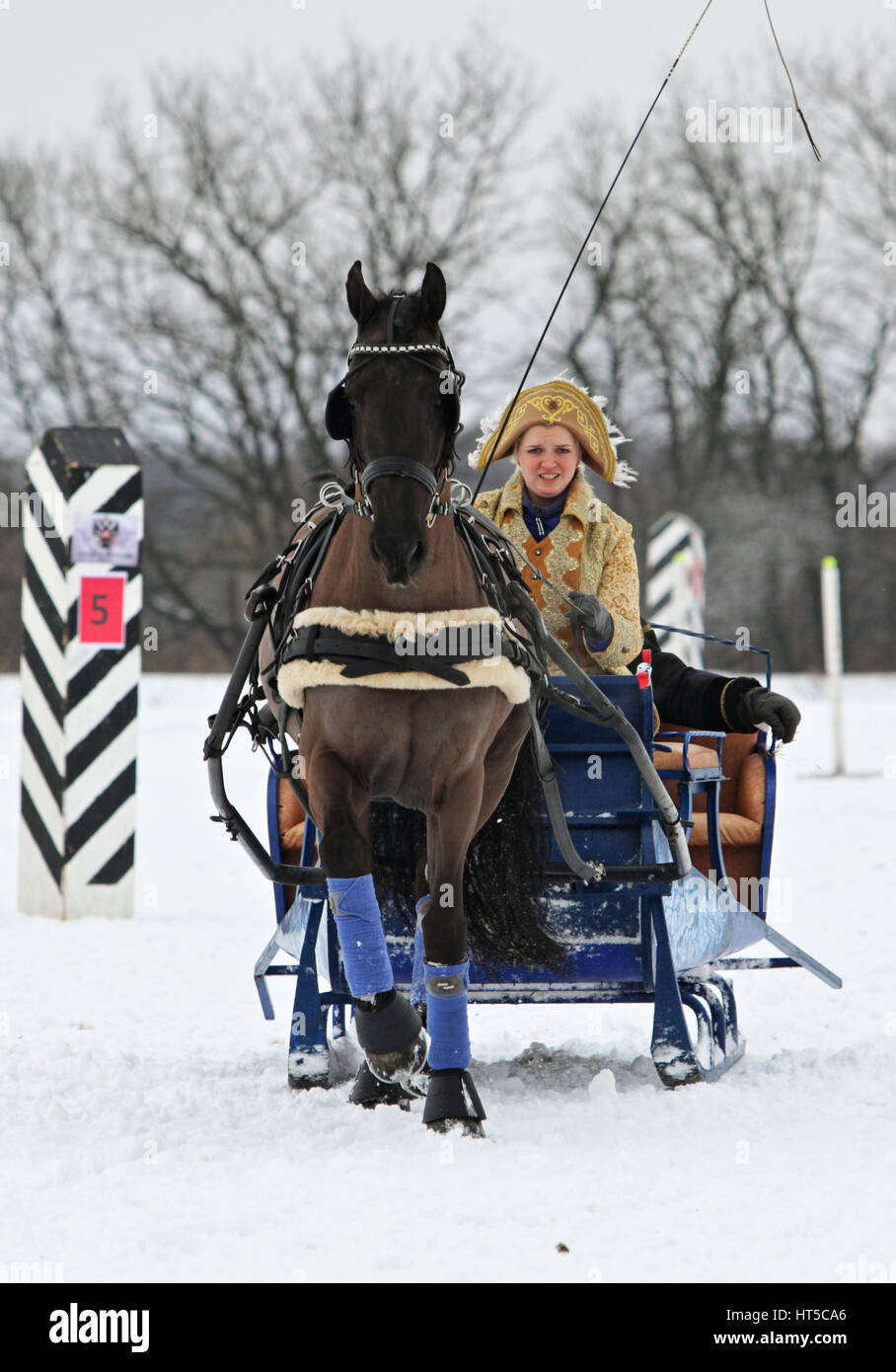 Single Horse approaching an obstacle on the cross country section at the Bogdarnya 2017 winter driving competition Stock Photo