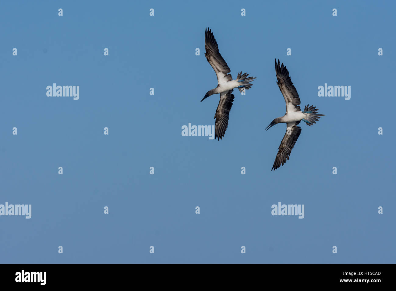 Two Blue Footed Boobies flying preparing to execute a synchronized dive to attempt to catch fish. Stock Photo