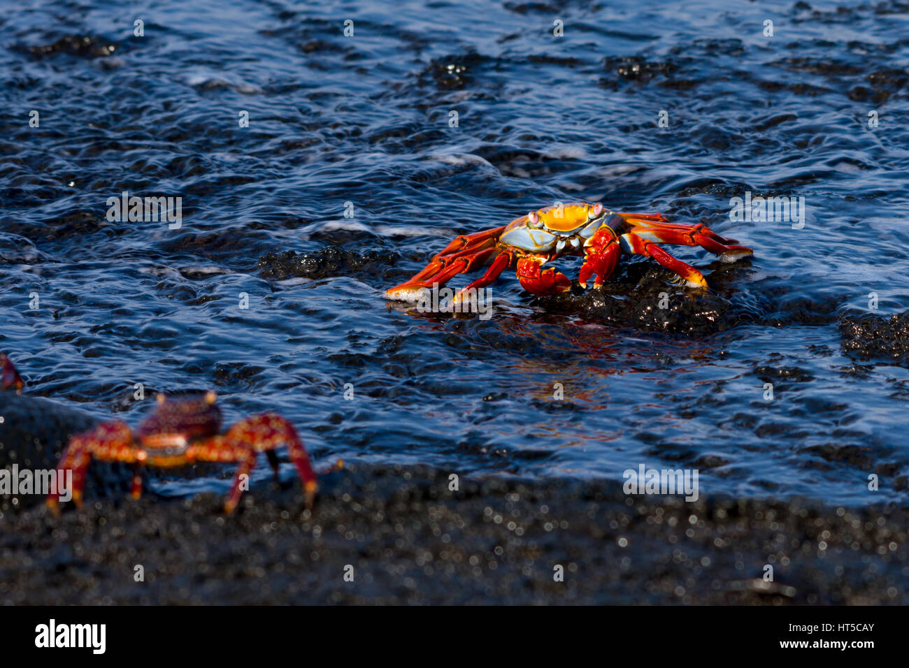 Brilliantly colored adult sally lightfoot crabs (Grapsus grapsus) in the water in the Galapagos Islands being watched by a juvenile from shore. Stock Photo