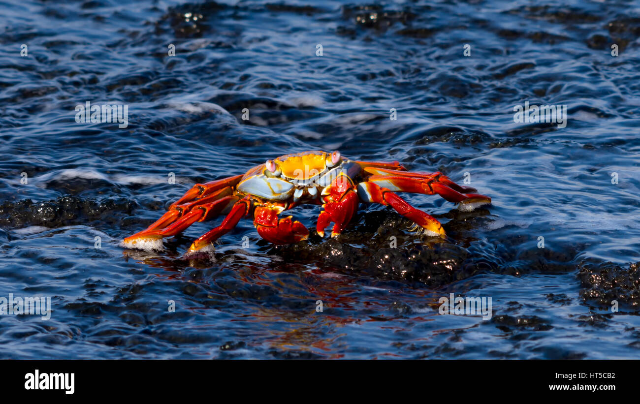 Brilliantly colored sally lightfoot crab (Grapsus grapsus) in the water in the Galapagos Islands. Stock Photo
