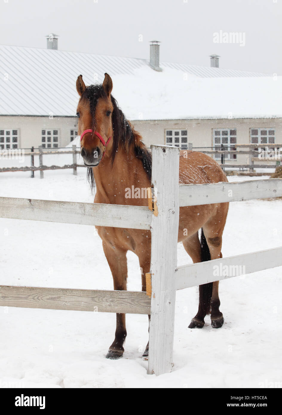 Horse in snow outside brick barn with Stock Photo