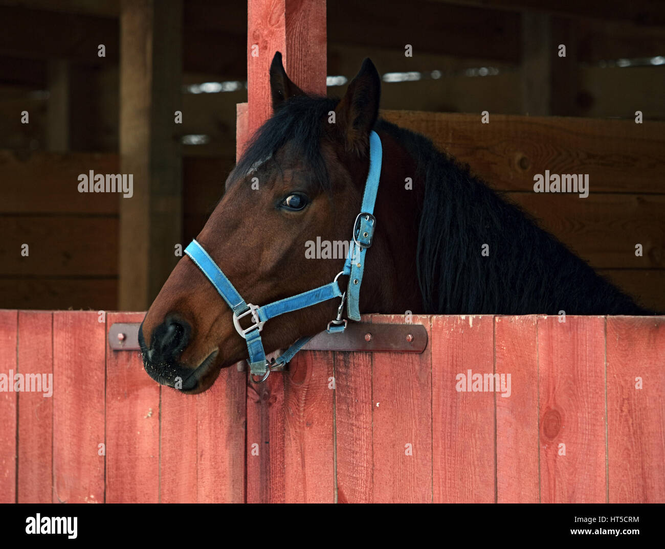 Thoroughbred horse looking at stable door Stock Photo