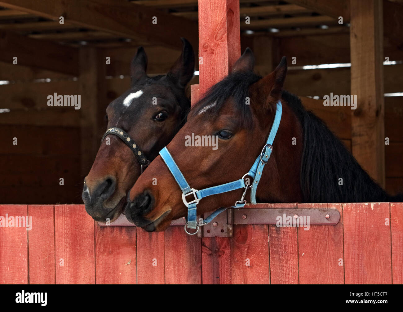 Pair of racehorses play  in the stables wooden Stock Photo