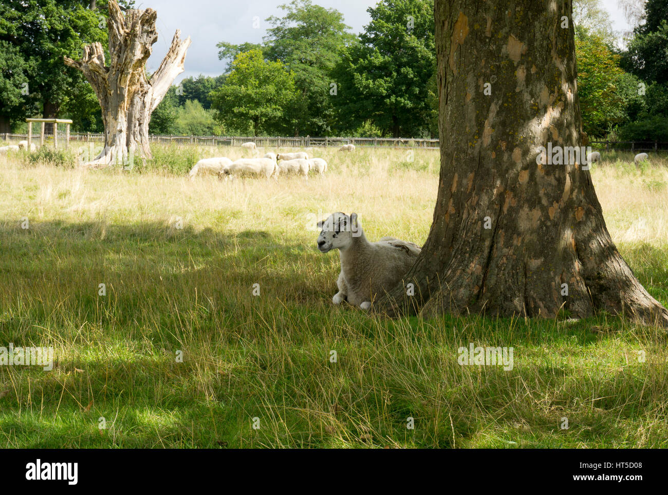 Sheep lying down under a tree in a field in the English countryside ...