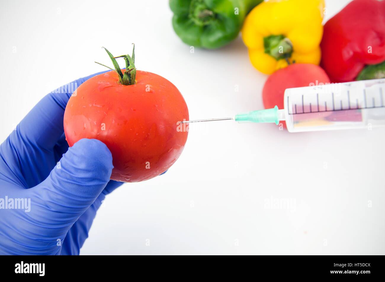 Man with gloves working with tomato in genetic engineering laboratory. GMO food concept. Stock Photo