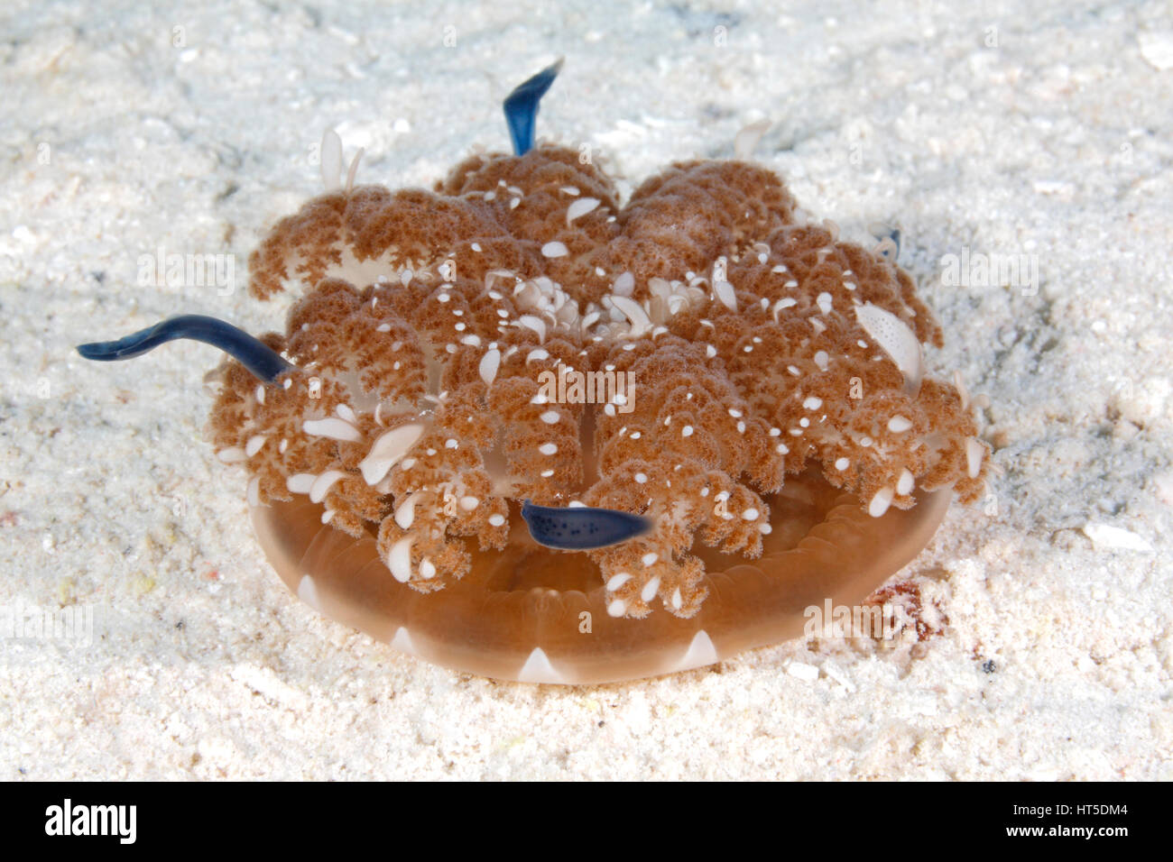 Upside Down Jellyfish, Cassiopea andromeda. This jellyfish usually has its mouth upward on the bottom. Stock Photo