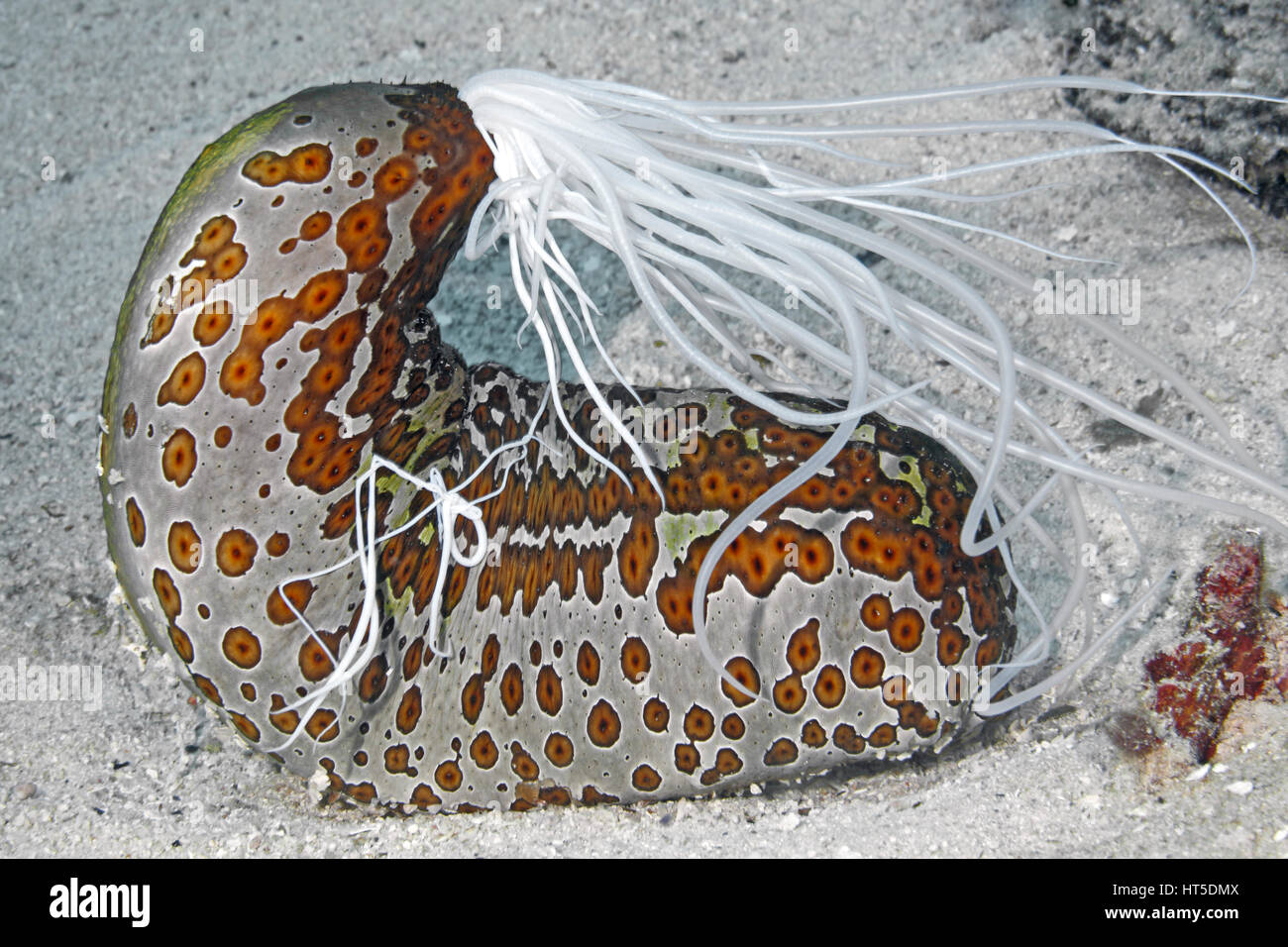Leopard Sea Cucumber, Bohadschia argus, extruding sticky white Cuvierian tubules from anus. Stock Photo